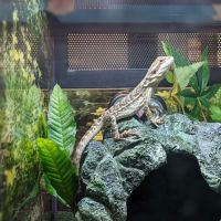 Pet Supplies Plus Port Charlotte ico
