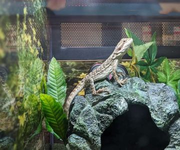 Pet Supplies Plus Port Charlotte