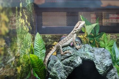 Pet Supplies Plus Port Charlotte