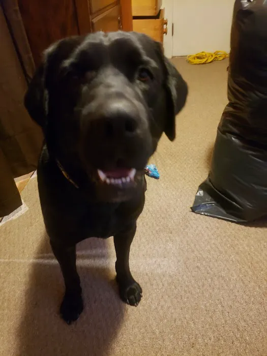 Life Care Animal Hospital: Harlow Amanda DVM 12