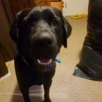 Life Care Animal Hospital: Harlow Amanda DVM ico