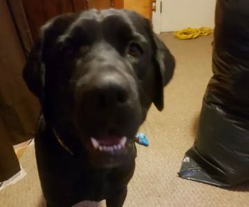 Life Care Animal Hospital: Harlow Amanda DVM
