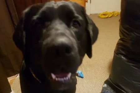 Life Care Animal Hospital: Harlow Amanda DVM