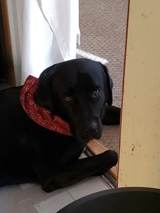 Life Care Animal Hospital: Harlow Amanda DVM 12