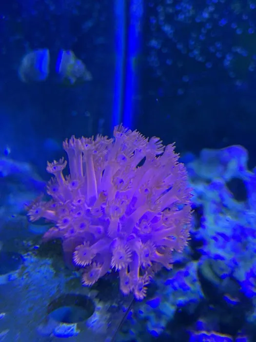 Fishy Fins 12