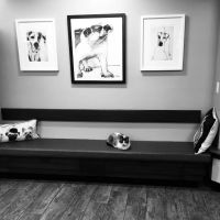 Skadron Animal Hospital ico