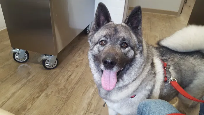 Skadron Animal Hospital 12