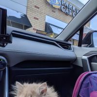 Parkview Cat Clinic ico