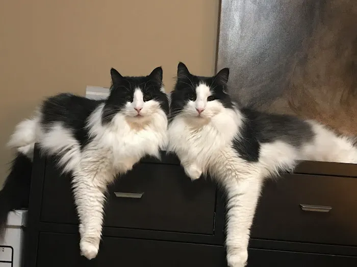 Parkview Cat Clinic 12