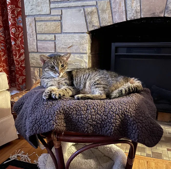 Parkview Cat Clinic 12