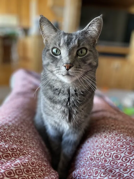 Parkview Cat Clinic 12