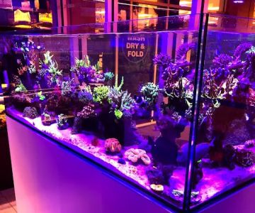Frank Aquariums