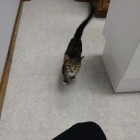 Defiance Veterinary Clinic ico