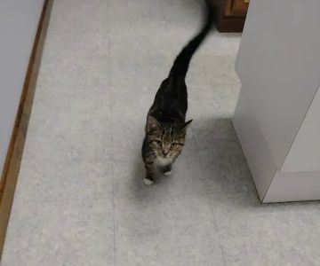 Defiance Veterinary Clinic