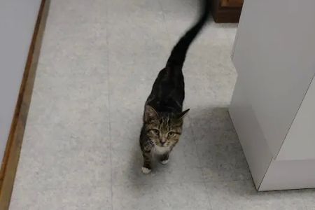 Defiance Veterinary Clinic