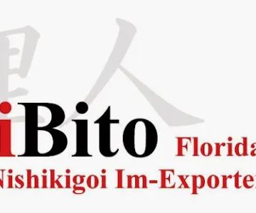 KoiBito-Florida