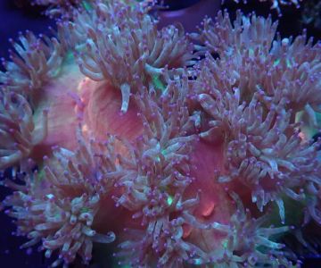 SoFlow Rubio's Corals Distributor