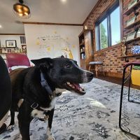 Quinn Veterinary Clinic and Behavior Center ico