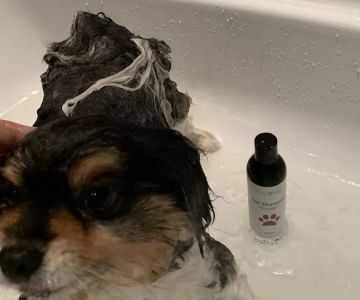 Posh Paws Amenities