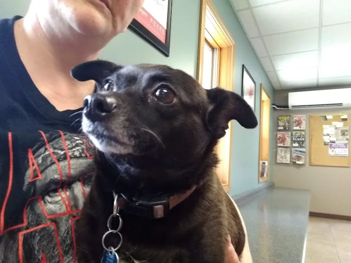 Huntington Veterinary Hospital 12