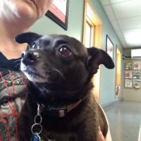 Huntington Veterinary Hospital ico