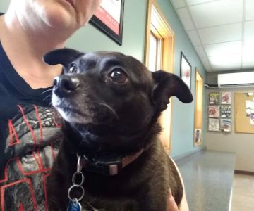 Huntington Veterinary Hospital
