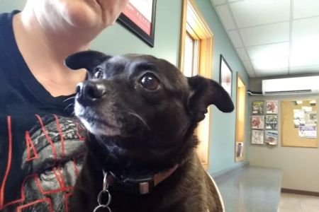 Huntington Veterinary Hospital