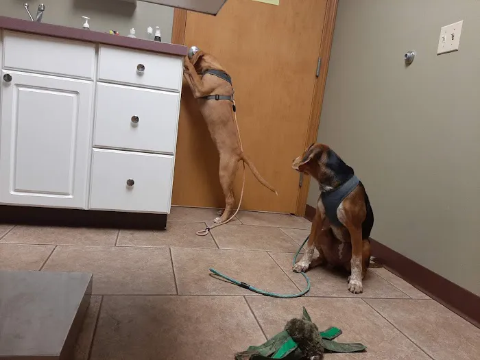 Huntington Veterinary Hospital 12
