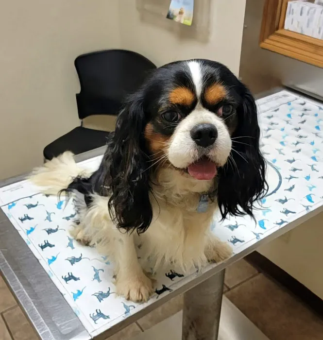 Huntington Veterinary Hospital 12