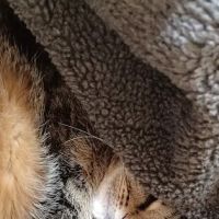 Healthier pet ico