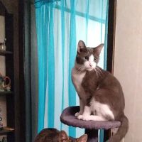 Archbold Animal Hospital ico