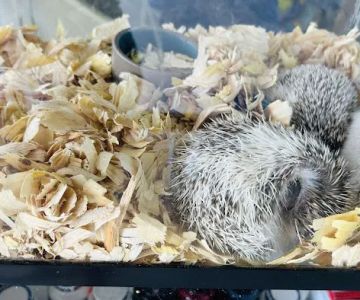 Cacique Petshop W 29st