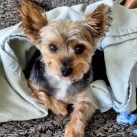 Morenci Veterinary Clinic ico