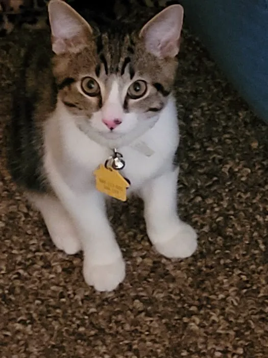 Morenci Veterinary Clinic 2