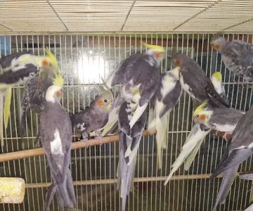 Neighborhood Petshop II
