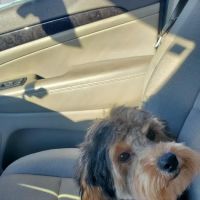 Lane Veterinary Services LLC ico