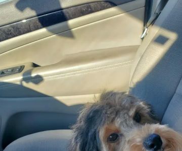 Lane Veterinary Services LLC