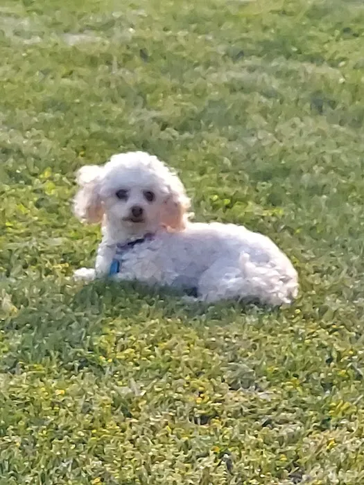 Athens Veterinary Services 4