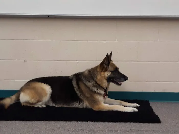 Athens Veterinary Services 6