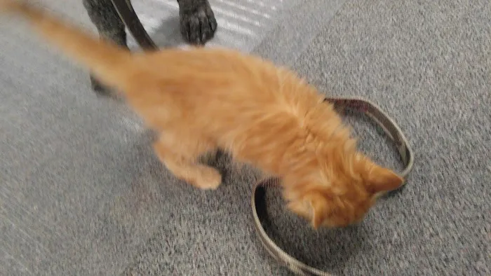 Athens Veterinary Services 8