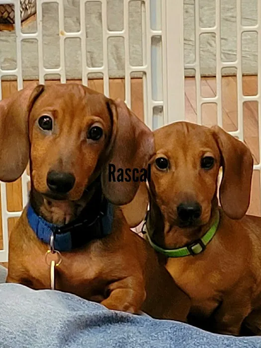 Tekonsha Animal Hospital 6