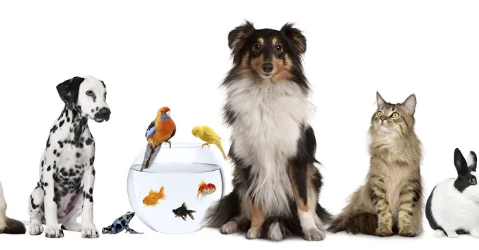 Discount Pets & Supplies 10