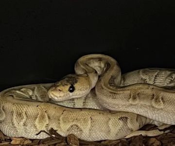 Agocs Exotics