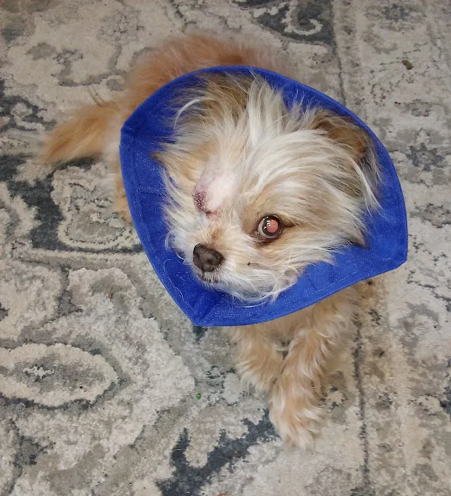 Northside Veterinary Hospital 8