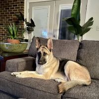 Northside Veterinary Hospital ico