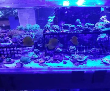Aquarium & Reef Center