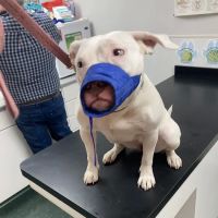Litchfield Veterinary Clinic ico
