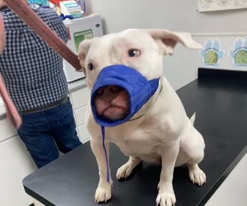 Litchfield Veterinary Clinic