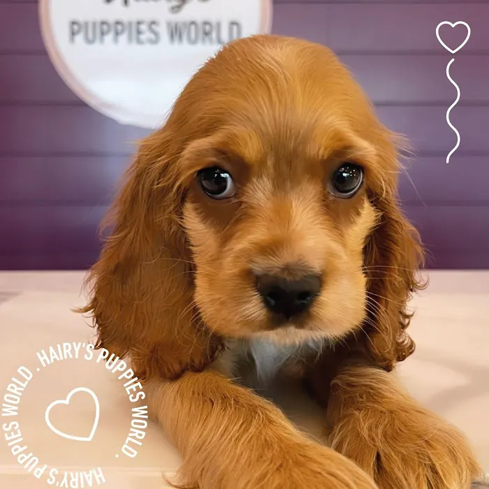Bluffton Animal Clinic 12