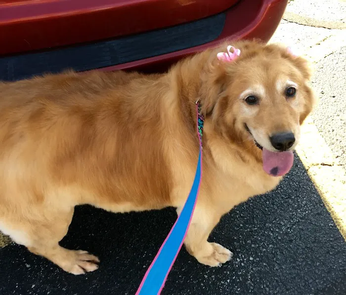Bluffton Animal Clinic 12
